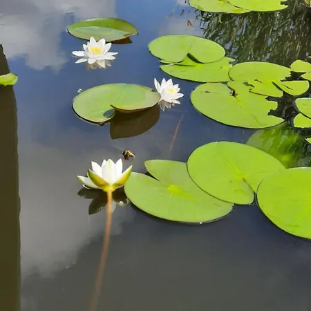 Casa Orizont Гостевой дом Сулина