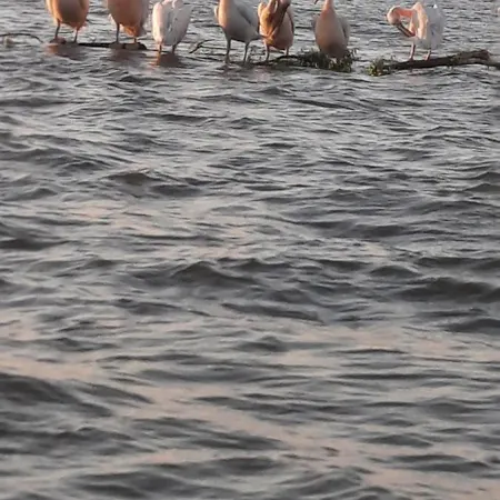 Casa Orizont 3* Сулина